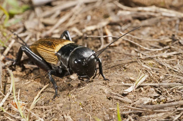 Gryllus Campestris Großaufnahme Von Feldgrillen — Stockfoto