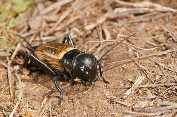 Gryllus Campestris Cırcır Böceklerini Yakından Izle — Stok fotoğraf