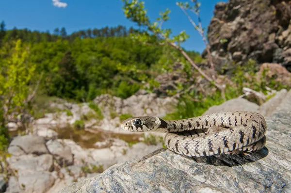 自然生息地でのヘビのショットのクローズアップ — ストック写真