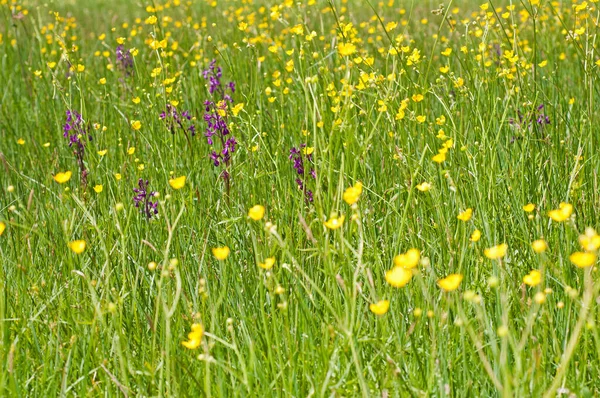 Scenic Shot Beautiful Flowery Meadow Background — Stock Photo, Image