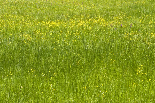 Scenic Shot Beautiful Flowery Meadow Background — Stock Photo, Image