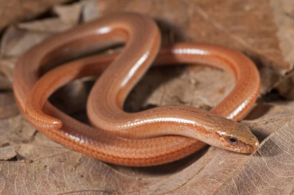 Anguis Veronensis Slow Worm View — Stock Photo, Image