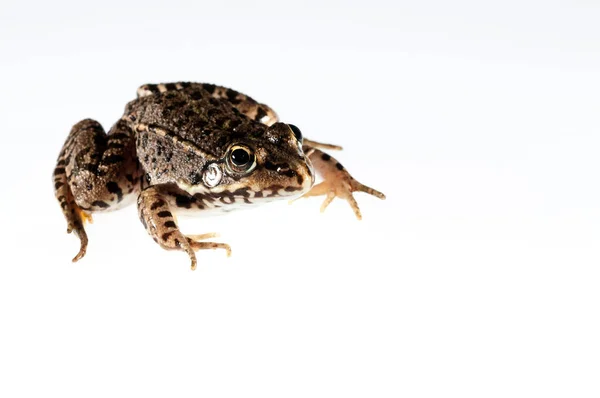 Beyaz Arka Planda Yaygın Maydanoz Kurbağası Pelodytes Punctatus — Stok fotoğraf