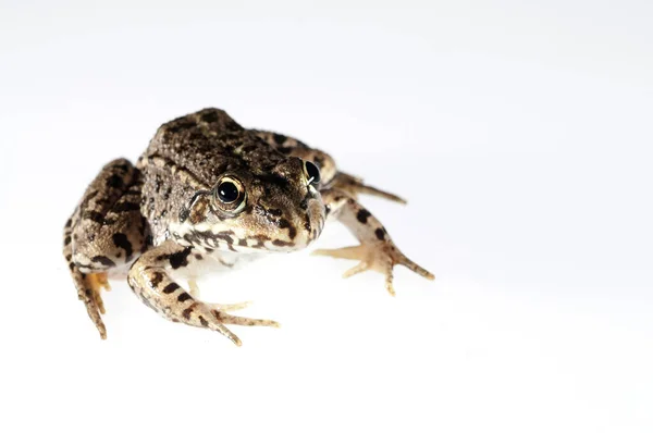 바탕에 일반적 파슬리 개구리 Pelodtes Cuntatus — 스톡 사진