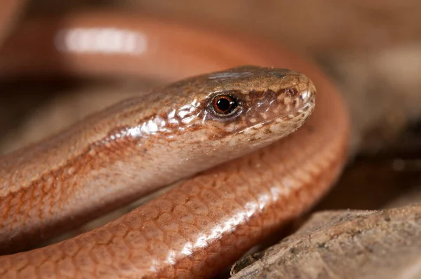 Anguis Veronensis Powolny Robak Widok — Zdjęcie stockowe