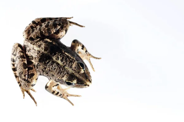 白背景的普通欧芹蛙 Pelodytes Punctatus — 图库照片