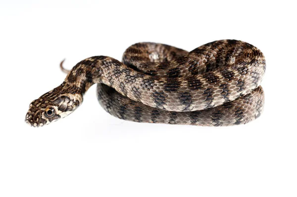 Natrix Maura Serpente Viperina Seu Habitat — Fotografia de Stock