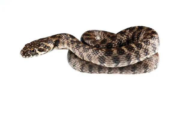 Natrix Maura Serpente Viperina Seu Habitat — Fotografia de Stock
