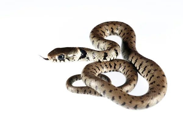 Natrix Maura Serpent Vipérin Dans Son Habitat — Photo