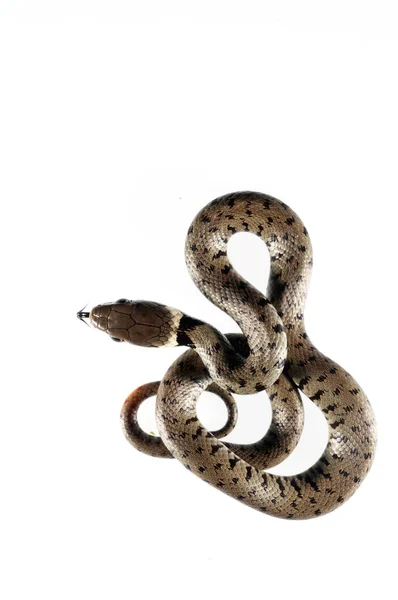 Natrix Maura Serpiente Viperina Hábitat — Foto de Stock