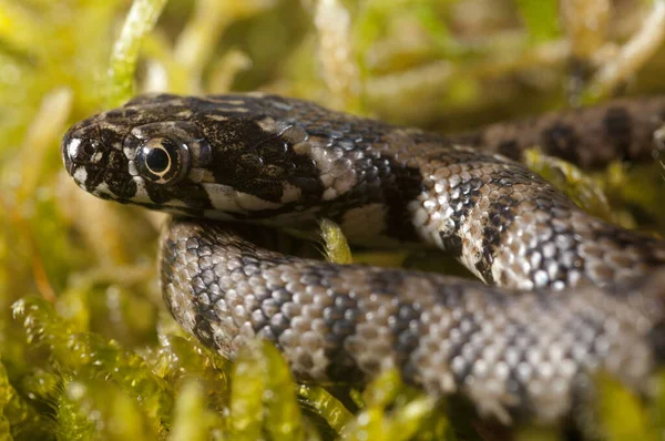 Doğal Yaşam Alanında Natrix Maura Viperine Yılan — Stok fotoğraf