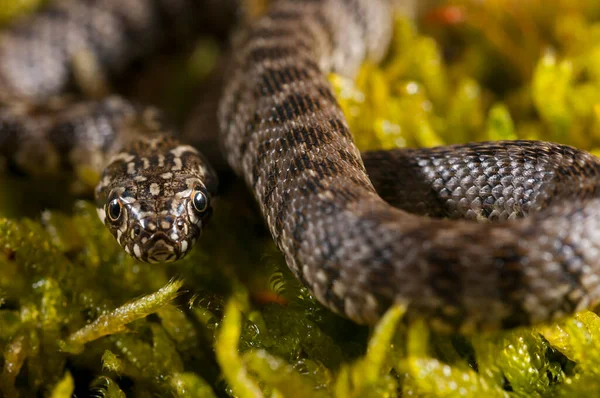 Natrix Maura Viperine Snake Its Habitat — Stock Photo, Image