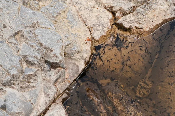 高山池塘里岩石中青蛙杆的特写镜头 — 图库照片