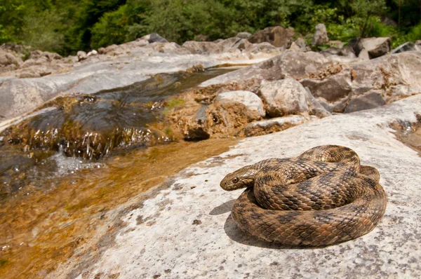 Natrix Maura Serpente Viperina Seu Habitat — Fotografia de Stock