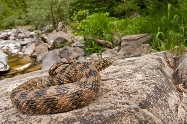 Natrix Maura Viperine Snake Its Habitat — Stock Photo, Image