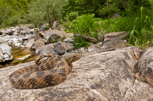 Natrix Maura Φίδι Βάιπεριν Στο Φυσικό Του Περιβάλλον — Φωτογραφία Αρχείου