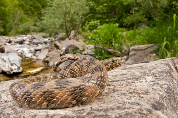 Doğal Yaşam Alanında Natrix Maura Viperine Yılan — Stok fotoğraf