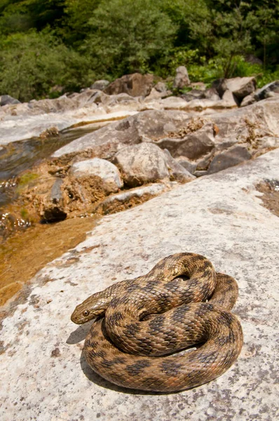 生息地のナトリクス マウラ — ストック写真