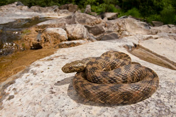 生息地のナトリクス マウラ — ストック写真