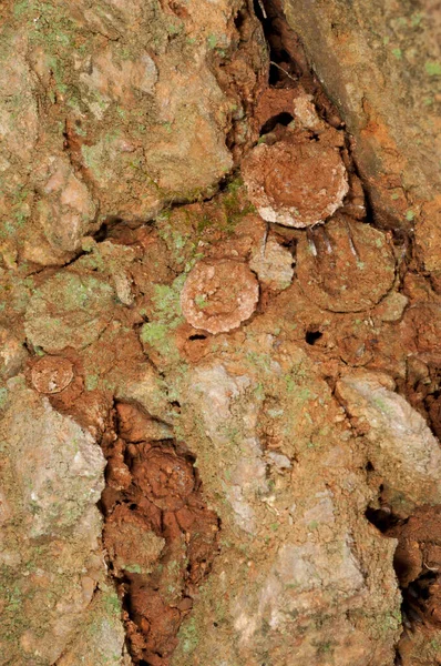 Close Shot Rocks Surface Cave — Stock Photo, Image