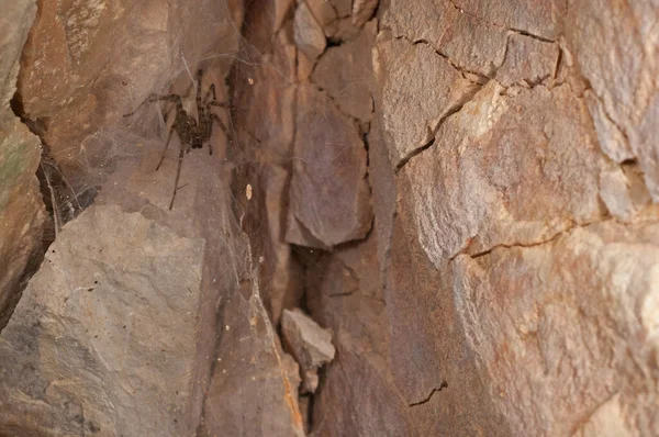 Primer Plano Araña Sentado Las Rocas Cueva — Foto de Stock