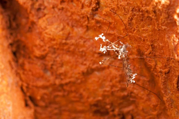 Detailní Záběr Velkého Jeřábu Kapkami Rosy — Stock fotografie