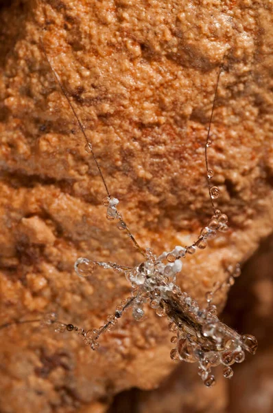 Tiro Close Grande Mosca Guindaste Com Gotas Orvalho — Fotografia de Stock