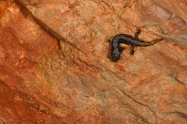 Salamandrina Perspicillata — стокове фото