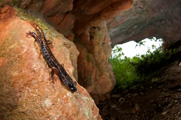 Salamandra Norte Salamandrina Perspicillata — Fotografia de Stock