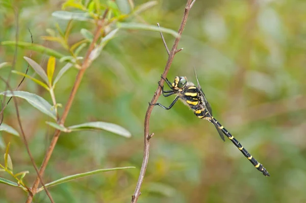 Cordulegaster Boltoni Libellule Anneau Doré Vue — Photo