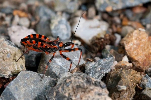 Rhynocoris Iracundus Reduviidae Van Dichtbij Gezien — Stockfoto