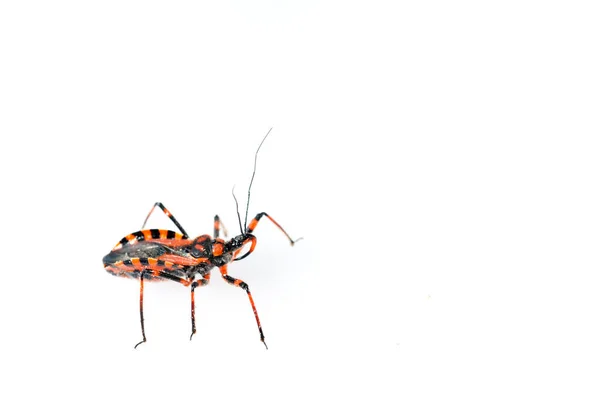 Rhynocoris Iracundus Reduviidae — 스톡 사진