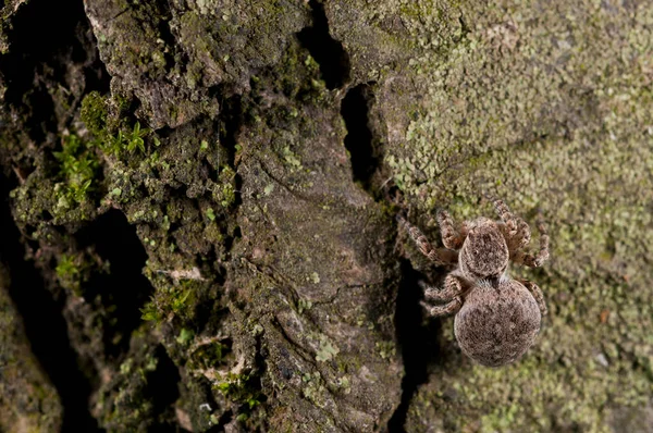 Doğal yaşam ortamında (Salticidae) β eus chrysops 'un yakın çekimi 