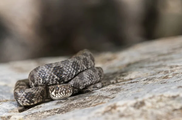 ナトリックス マウラ少年岩の上の蛇 — ストック写真