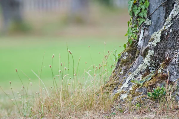 Szenische Aufnahme Der Schönen Blumenwiese Als Hintergrund — Stockfoto