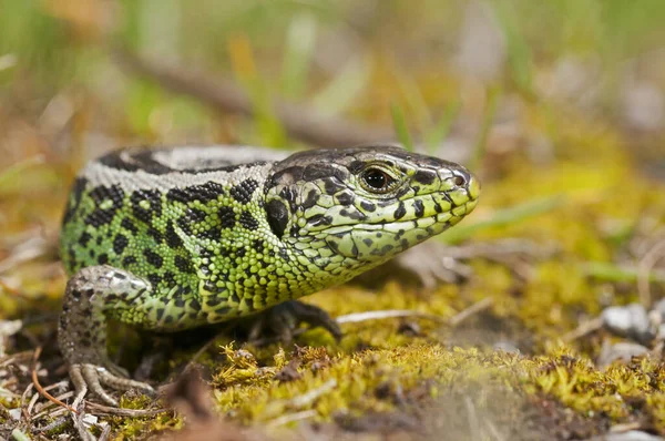 Vista Podarcis Muralis Lagarto Parede Comum — Fotografia de Stock