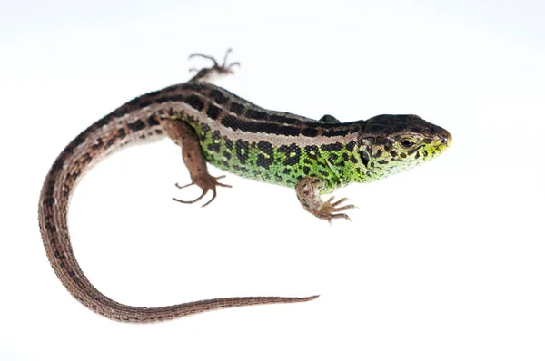 Podarcis Muralis Lézard Commun Vue — Photo