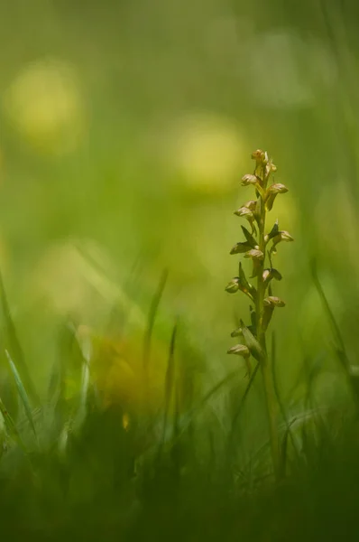 Fotografie Aproape Flori Frumoase Înflorite Fundal Natural — Fotografie, imagine de stoc