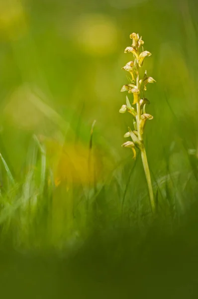 Fotografie Aproape Flori Frumoase Înflorite Fundal Natural — Fotografie, imagine de stoc