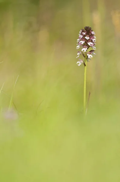 Neotinea Ustulata Orhidee Arsă Close View — Fotografie, imagine de stoc