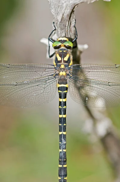 Cordulegaster Boltoni Libellula Dagli Anelli Oro Vista — Foto Stock