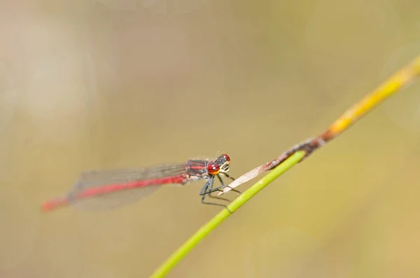 Cordulegaster Boltoni Libellule Anneau Doré Vue — Photo