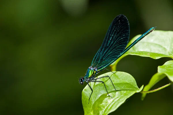 Calopteryx Haemorrhoidalis Demoiselle Cuivrée Mâle — Photo