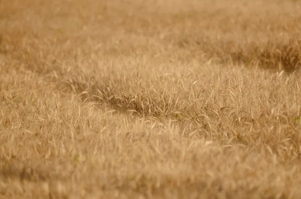 Reifes Weizenfeld Landwirtschaftliches Konzept — Stockfoto