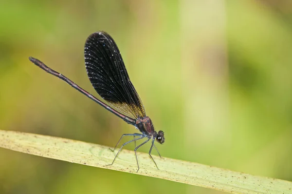 Calopteryx Haemorrhoidalis Demoiselle Cobre Macho — Foto de Stock