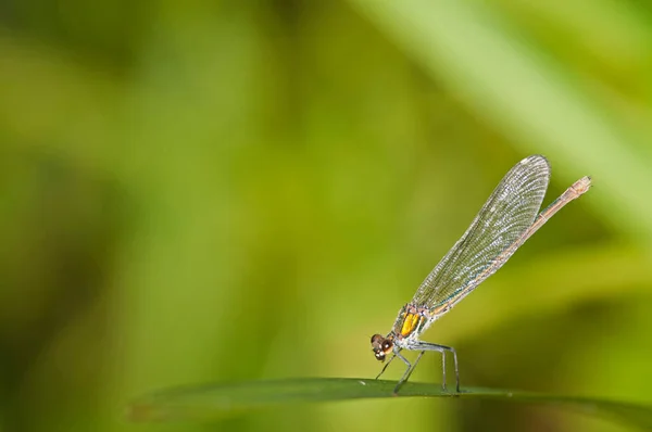 Calopteryx Haemorrhoidalis Demoiselle Cuivrée Mâle — Photo