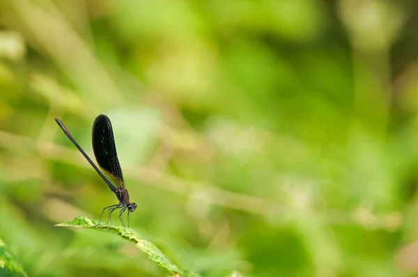 Calopteryx Haemorrhoidalis Demoiselle Cobre Macho —  Fotos de Stock