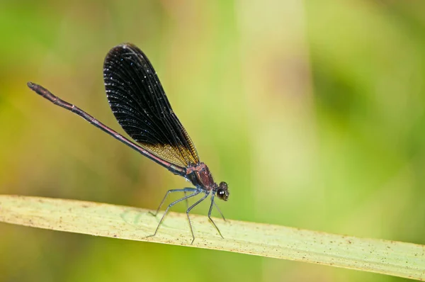 Calopteryx Haemorrhoidalis Demoiselle Cuivrée Mâle — Photo