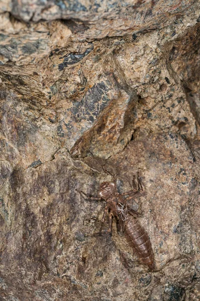 Yusufçuk Exuvia Nın Yakın Plan Çekimi Anisoptera Odonata — Stok fotoğraf