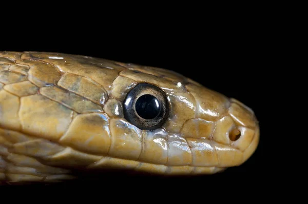 Zamenis Longissimus Aesculapian Serpente Fundo Preto — Fotografia de Stock